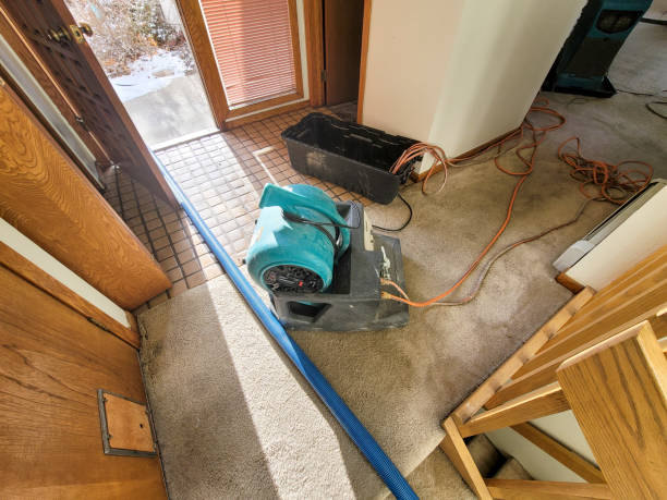 Best Professional water damage repair  in Andrews, SC